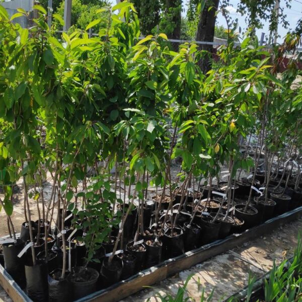 1690734200124